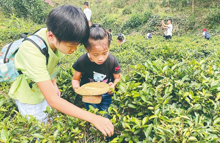 切身體會(huì)六堡茶文化