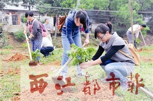 參加環(huán)保直通車(chē)活動(dòng)的梧州日?qǐng)?bào)社黨員志愿者，在長(zhǎng)洲區(qū)倒水村進(jìn)行義務(wù)植樹(shù)。本報(bào)記者 何鎏/攝
